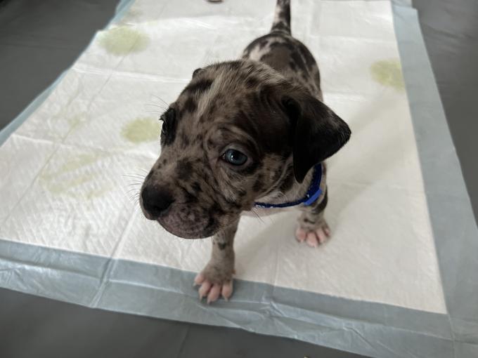 American bully