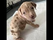 American bully