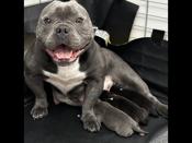 Micro bully