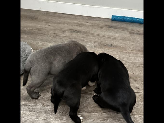 Micro bully