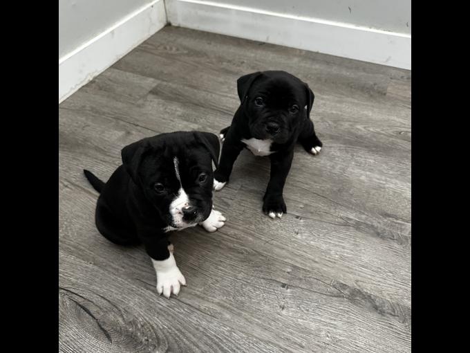 Micro bully