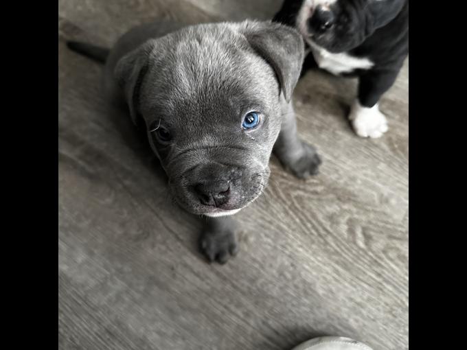 Micro bully