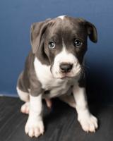 American Bully