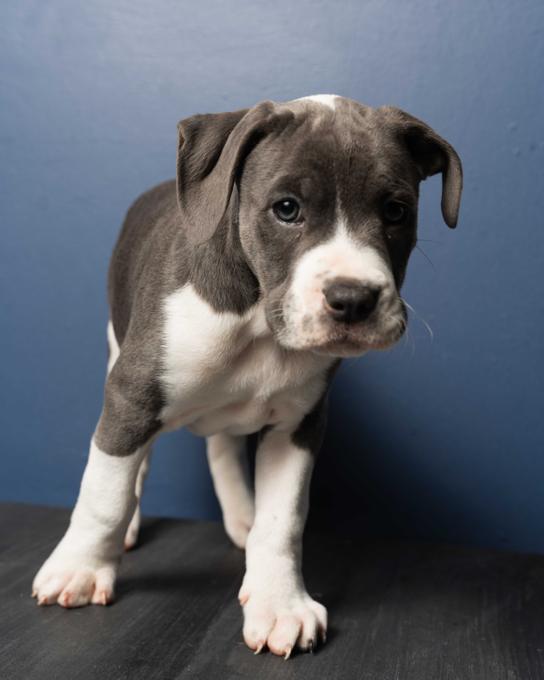American Bully