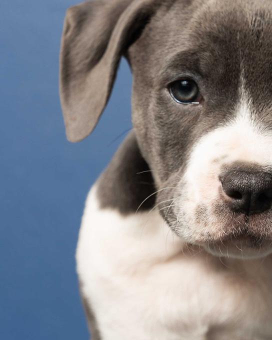 American Bully
