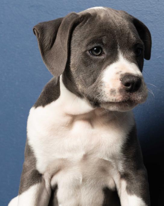 American Bully