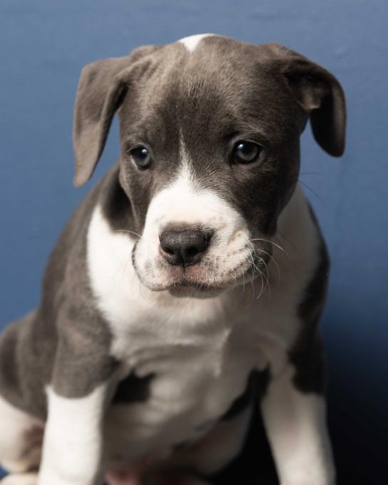 American Bully