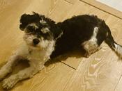 Shih-poo