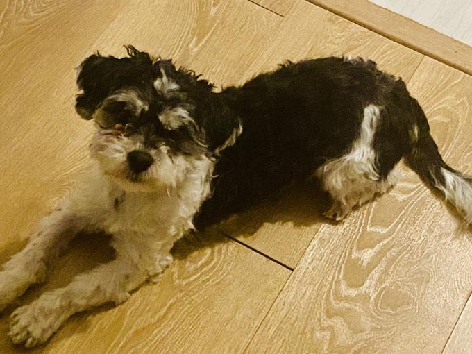 Shih-poo