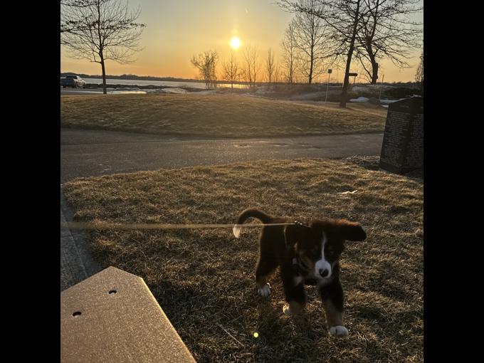 Bernese Mountain dog