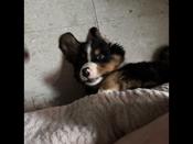 Bernese Mountain dog