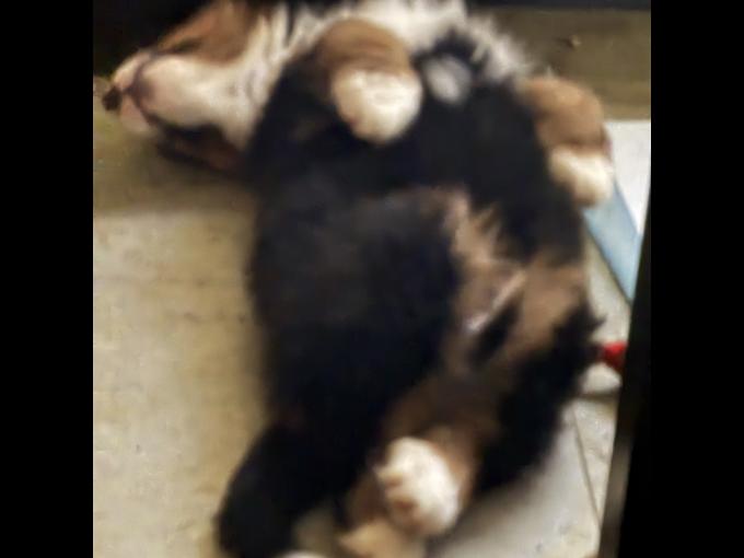 Bernese Mountain dog