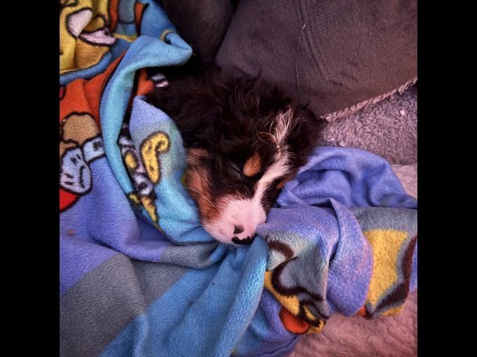Bernese Mountain dog