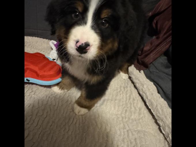 Bernese Mountain dog