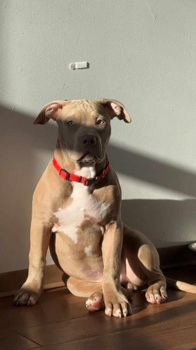 XL American Bully