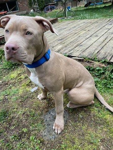 XL American Bully