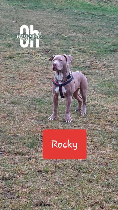 XL American Bully