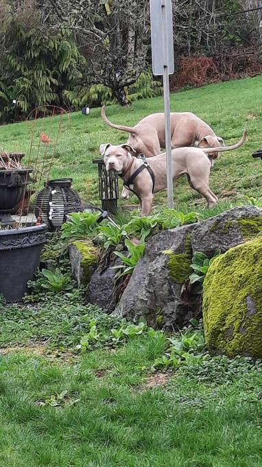 XL American Bully