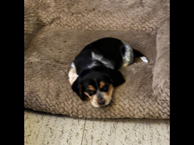 Beagle