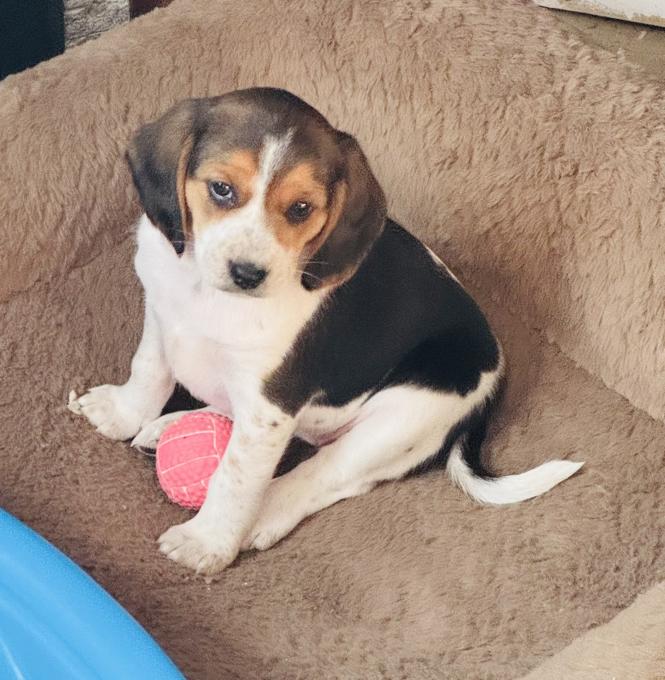 Beagle