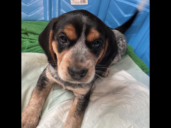 Beagle