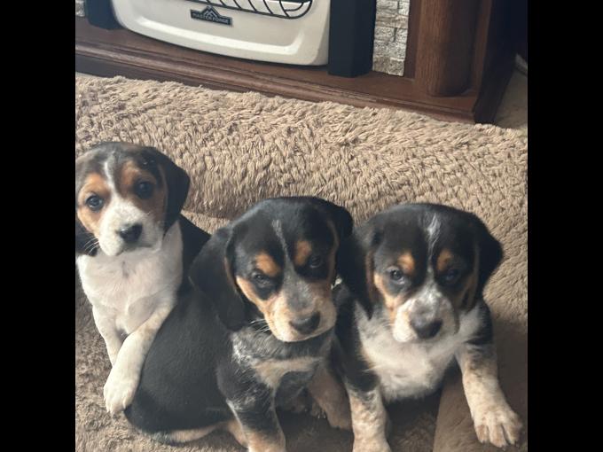 Beagle