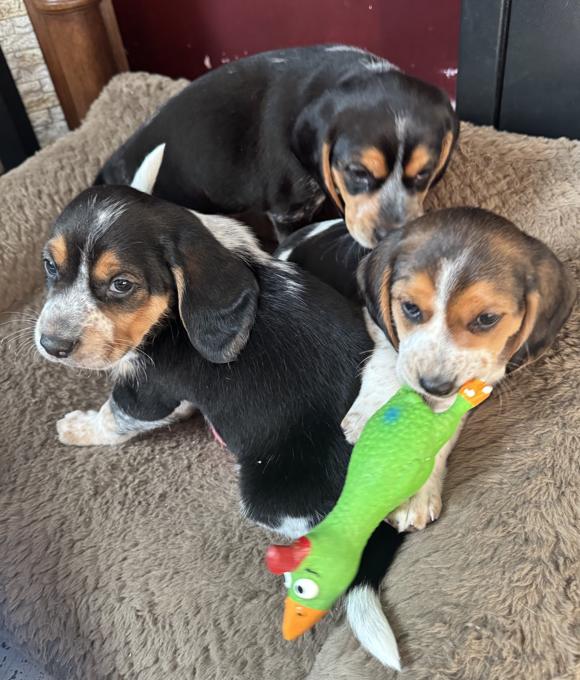 Beagle