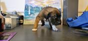 Kangol / Great Pyrenees / Cane corso mix. Rottie/