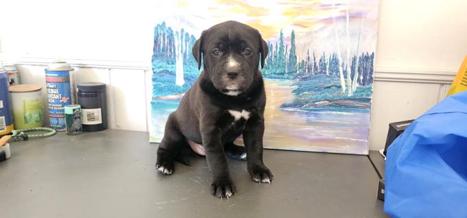 Kangol / Great Pyrenees / Cane corso mix. Rottie/