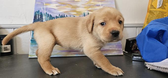 Kangol / Great Pyrenees / Cane corso mix. Rottie/