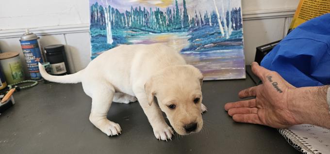 Kangol / Great Pyrenees / Cane corso mix. Rottie/