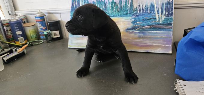 Kangol / Great Pyrenees / Cane corso mix. Rottie/