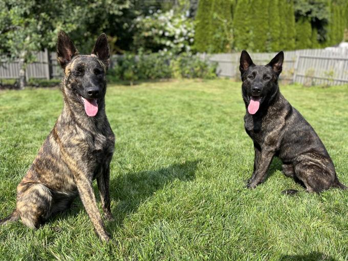 Dutch Shepherd