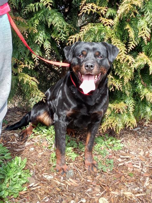 Rottweiler