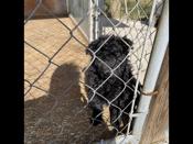 Croatian sheepdog ( purebred)