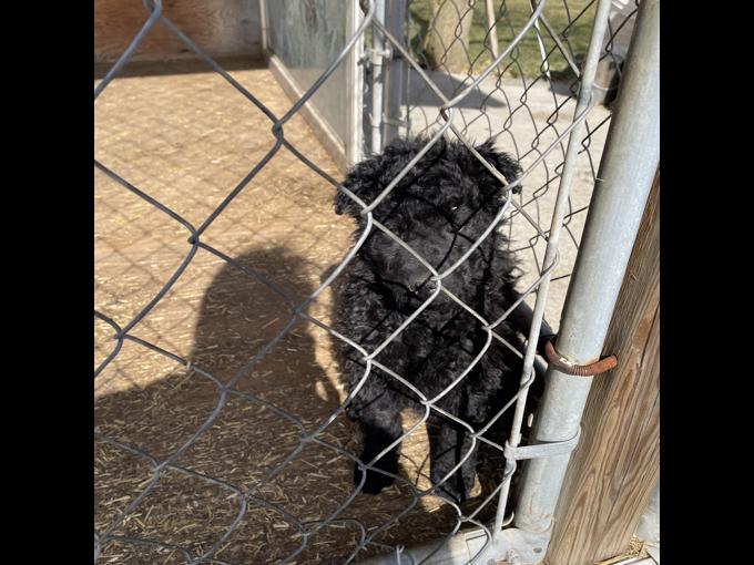 Croatian sheepdog ( purebred)