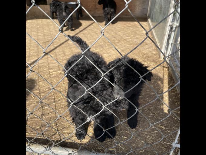 Croatian sheepdog ( purebred)