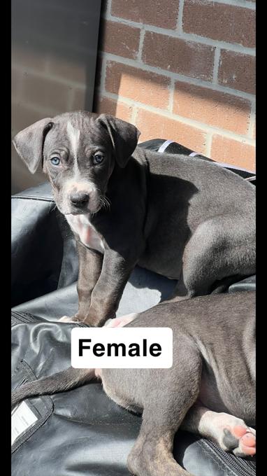American Bulldog/ Rottweiler