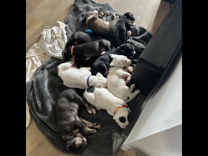 American Bulldog/ Rottweiler