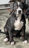 American Bulldog/ Rottweiler