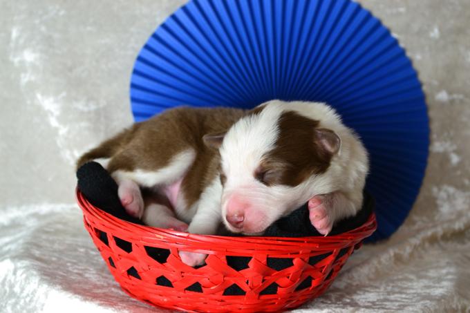 Border Collie