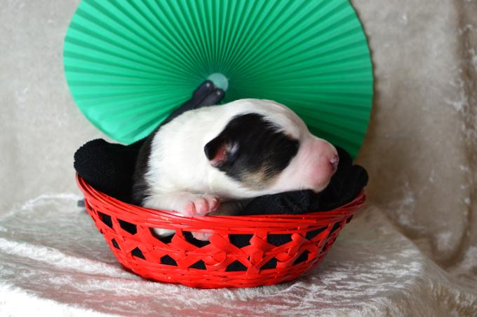 Border Collie