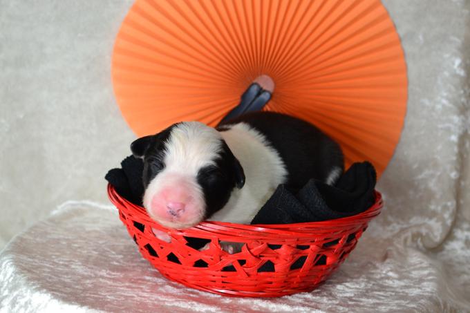 Border Collie