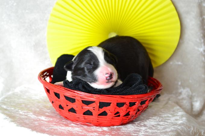 Border Collie