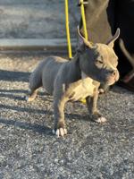 American Bully