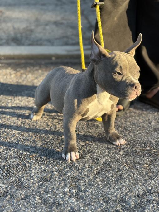 American Bully