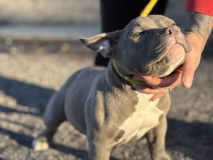 American Bully
