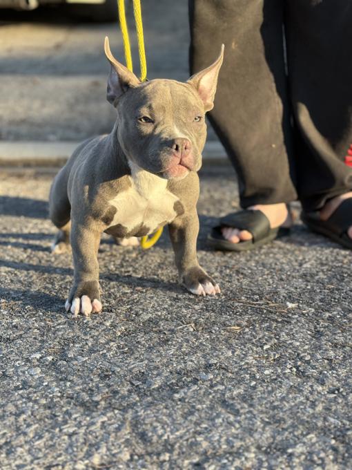 American Bully