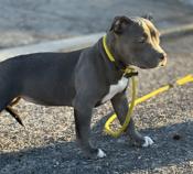 American bully