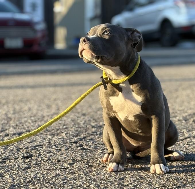 American bully